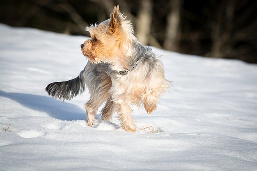 Do Yorkies Get Along With Other Dogs?