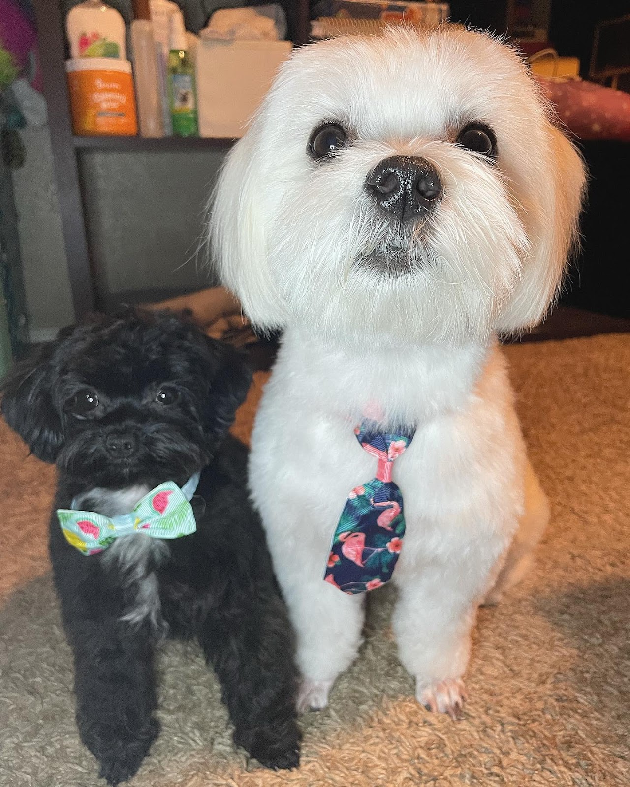 teacup maltipoo