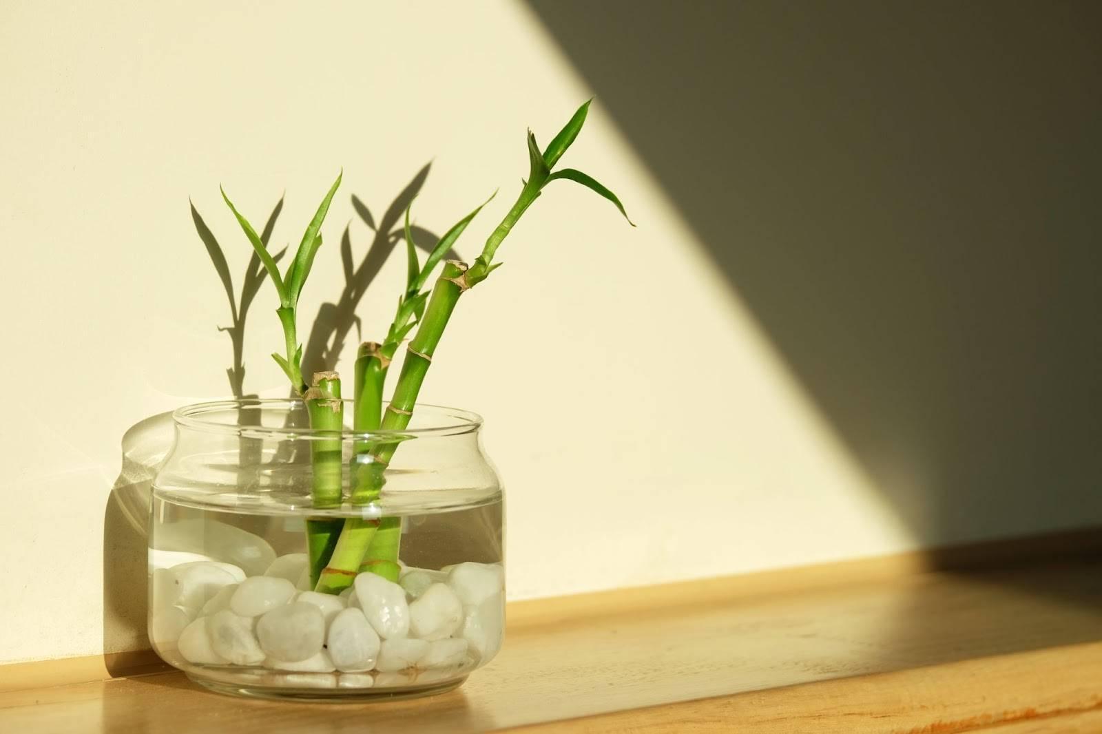 Bambu Bakımı: Evinizin Havasını Değiştirin