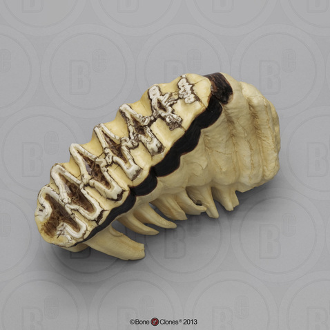 Image result for elephant teeth