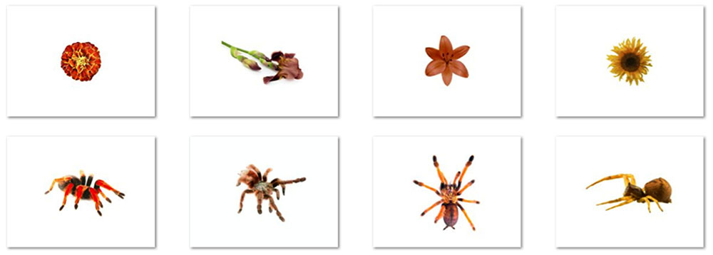 A parte superior da imagem mostra 4 espécies de flores e na parte de baixo, há quatro tipos de aranhas. 