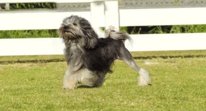 2e race de chien la plus chère: Löwchen - chiens les plus chers du monde