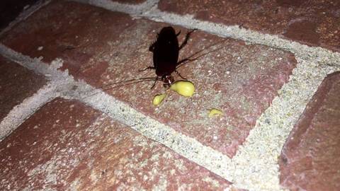 Cockroach Eliminator Gel