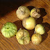  Cà chua dứa Tomatillo ( Pineapple Tomatillo ),Physalis ixocarpa,PHY00052