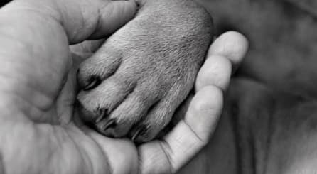 a dog's paw in a human hand