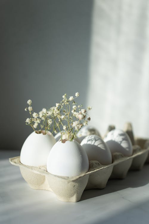are eggshells good for houseplants