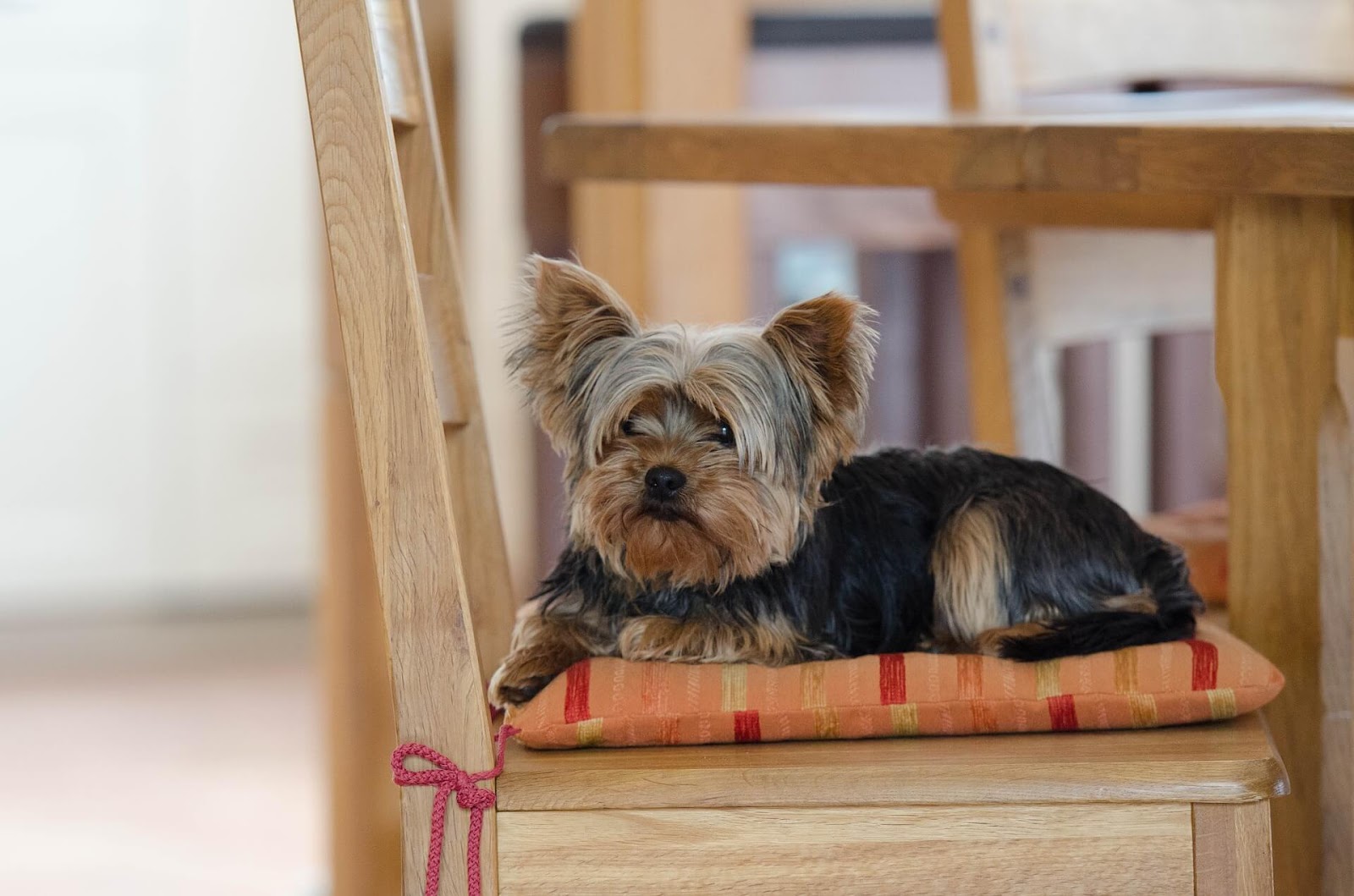 Why Is My Yorkie Shedding?