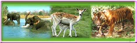 Wildlife Sanctuary in Coimbatore