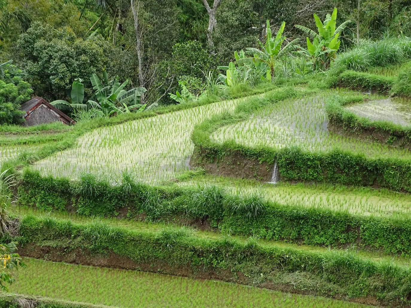 Image of agricultural terraces with green trees in the background.