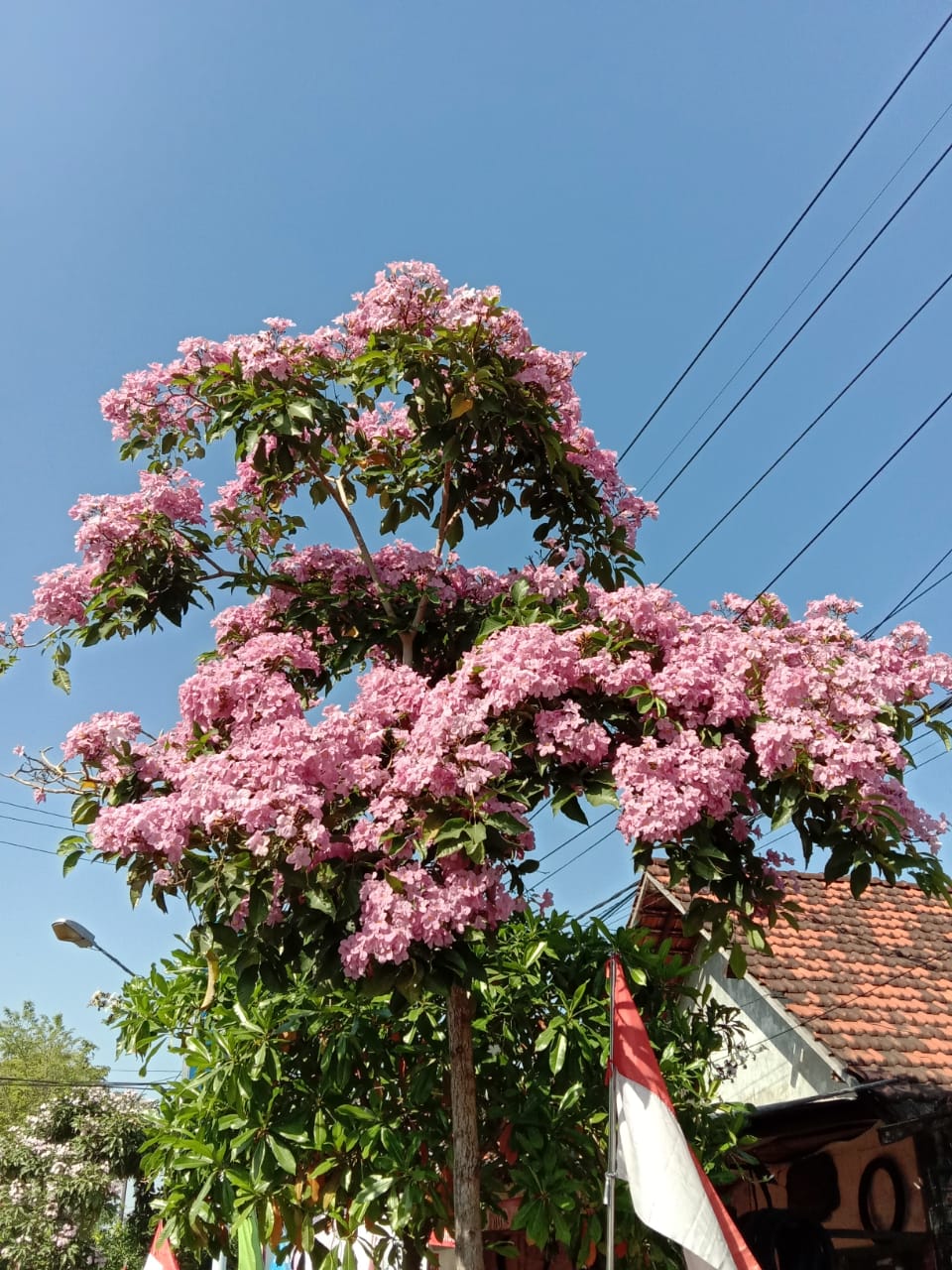 Bunga Pohon Tabebuya