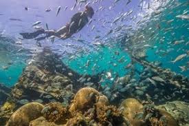 Image result for ocean acidification