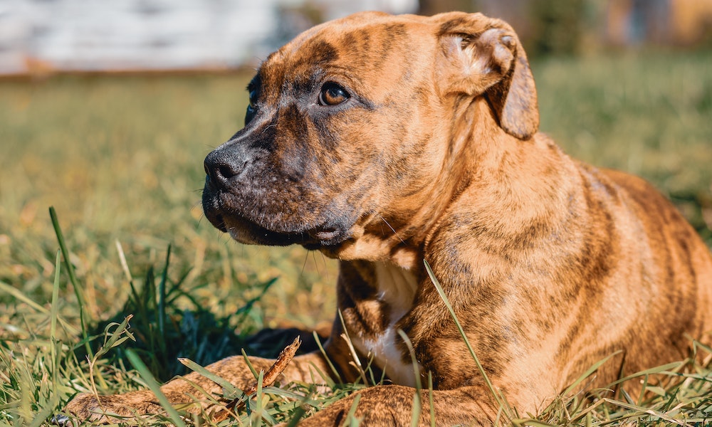 25 Dog Breeds That Look Like Pitbulls but Aren't (2022) I Dog Snobs