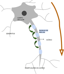 Células Humanas: neurônio