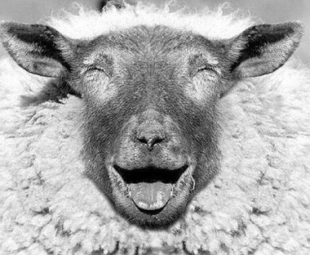 Laughing Sheep.jpg