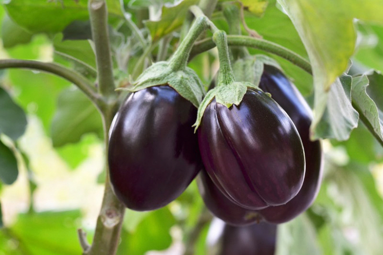 The Nutritional Benefits of Eggplants