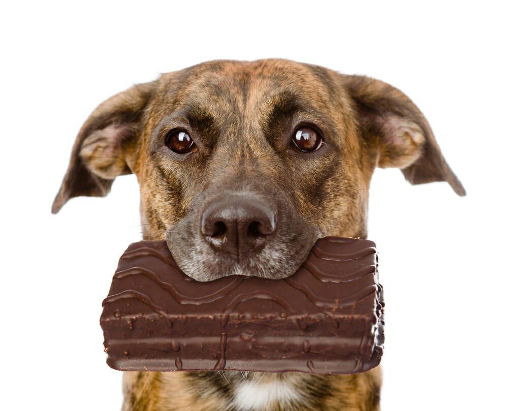 Why Is Chocolate Bad For Dogs? - The Chocolate Journalist