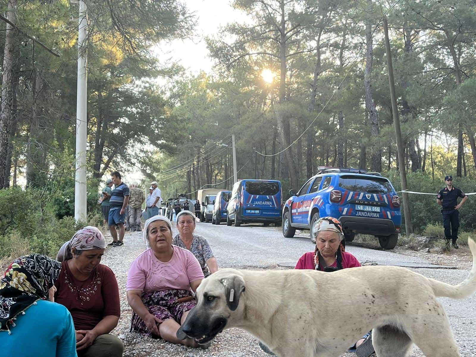 Villagers sit on the road with a stray dog looking mournful as they watch the forest be felled