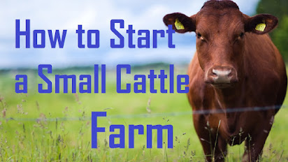 cattle farming business plan south africa pdf