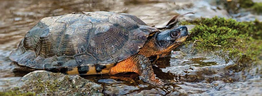 Image result for wood turtle mating