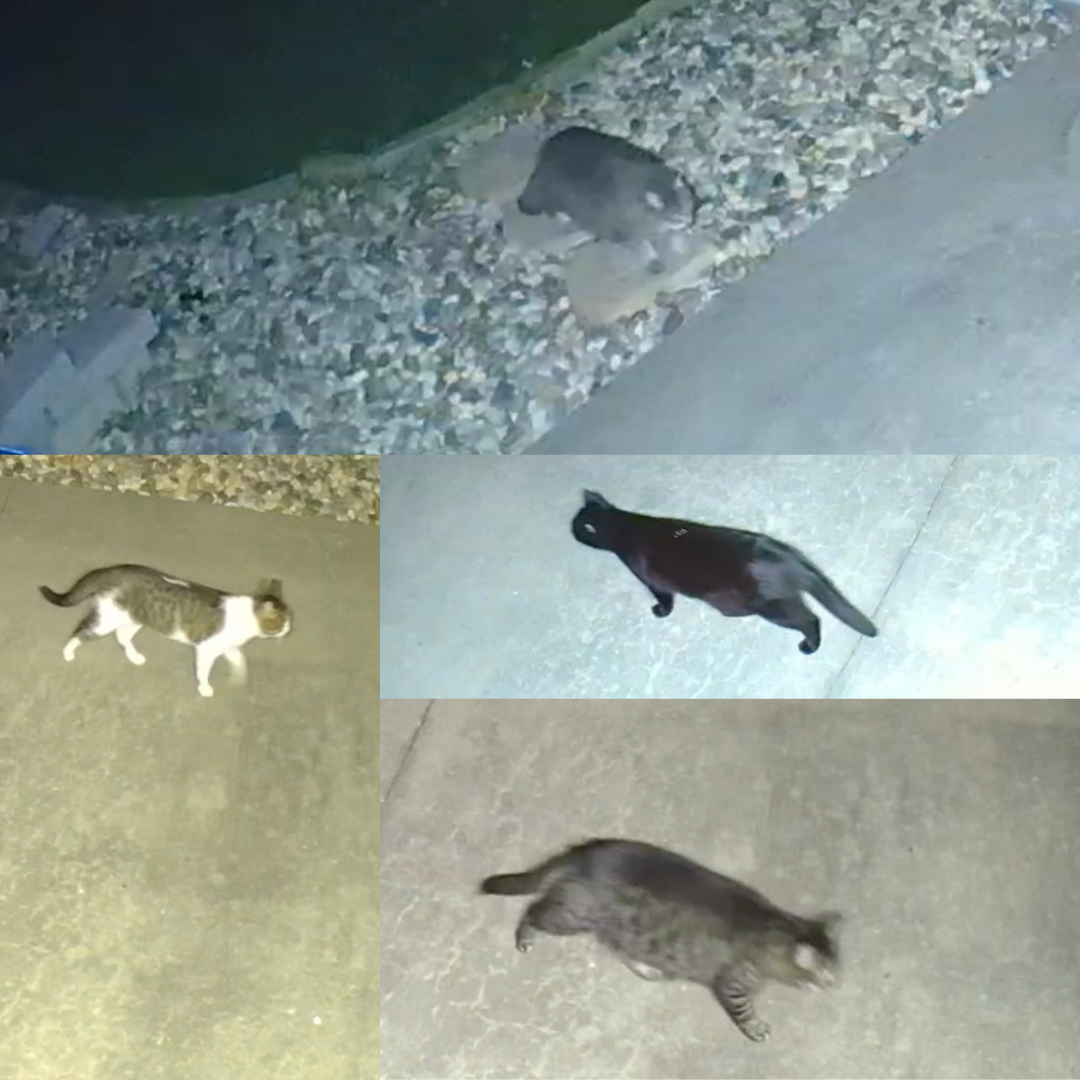 Collage of four different outdoor community cats walking through a backyard caught on nest camera
