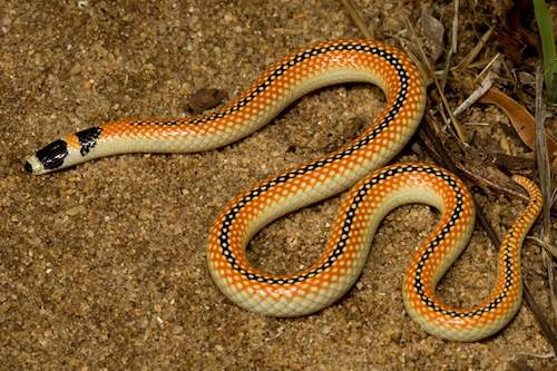 Image result for Australian snakes