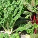 Beetroot leaves