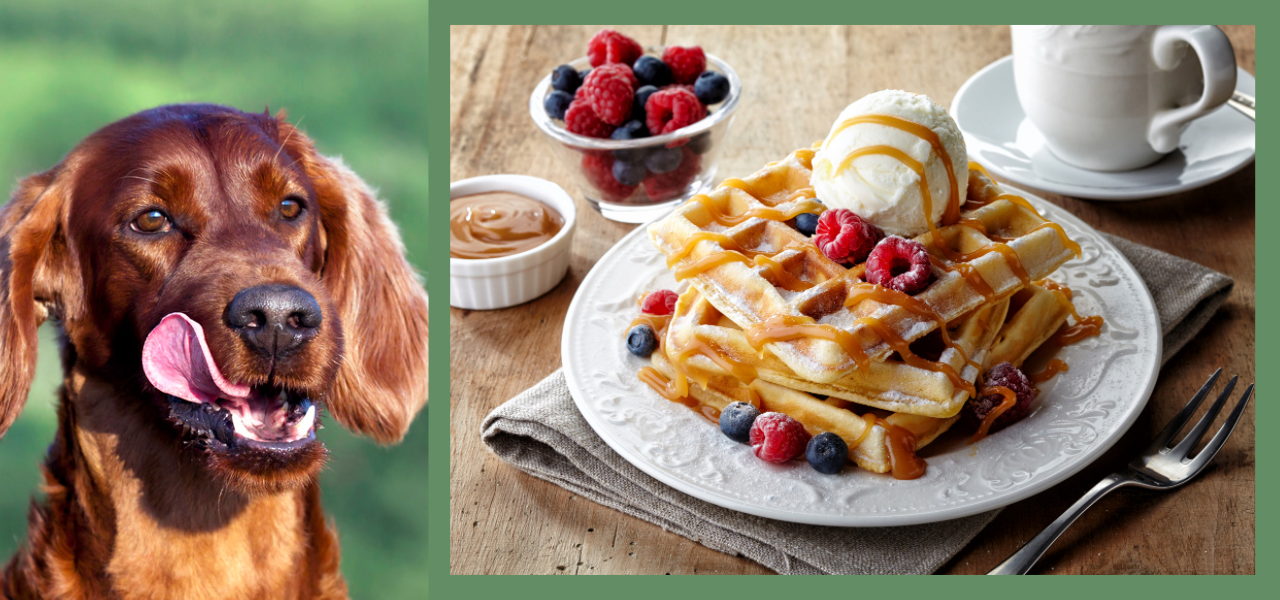Can Dogs Eat Waffles? Pet Care Advisors