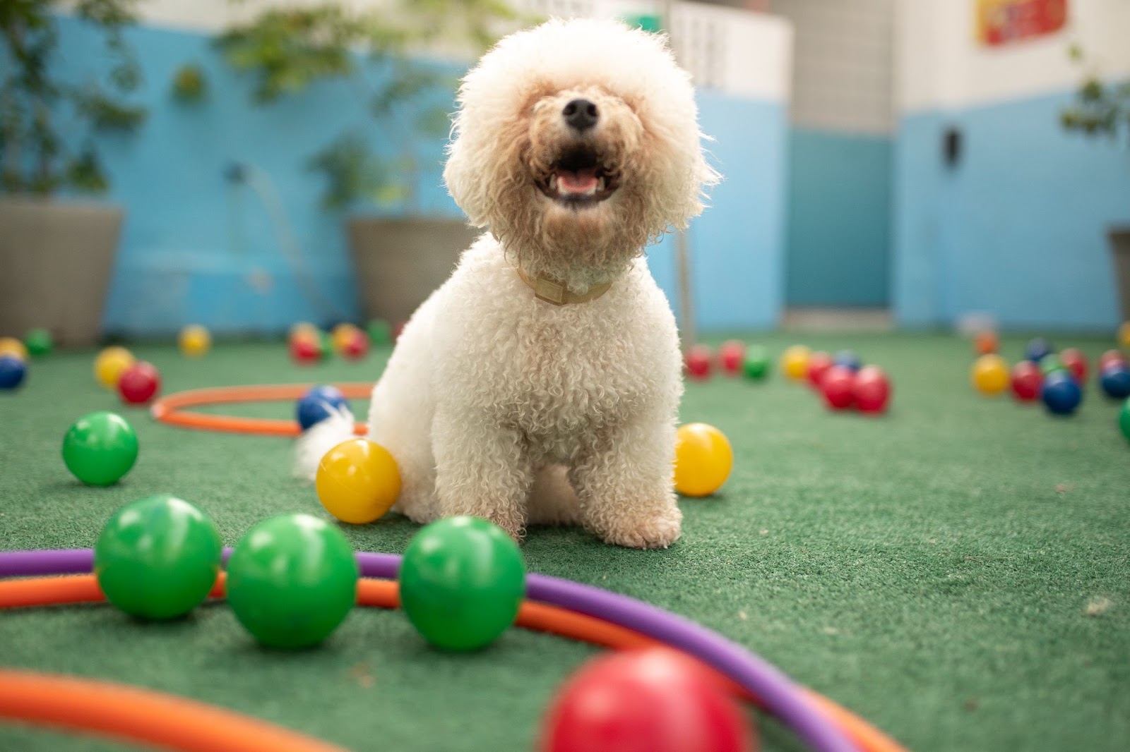 Cachorrinho poodle brincando com bolas em um hotel pet, transportado de táxi dog 