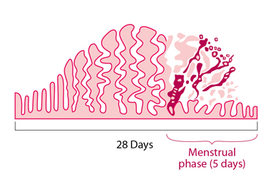 what does an unusually heavy period look like?