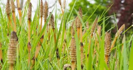 Horsetail: Benefits, Uses, and Side Effects