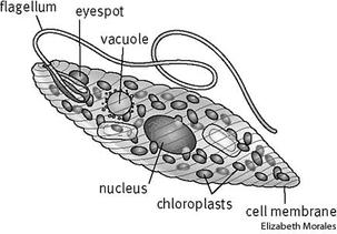 Nicole Robinson's Bio 20 Blog: November 2012