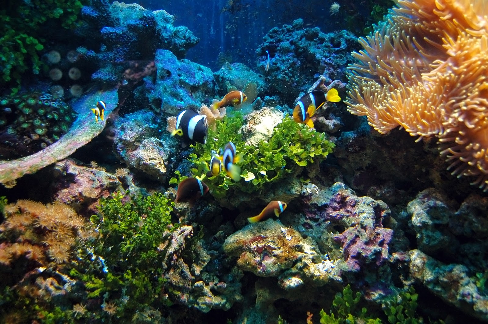 Bahan Membuat Aquascape