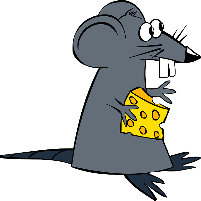 Rat, Mouse, Cheese, Animal,
