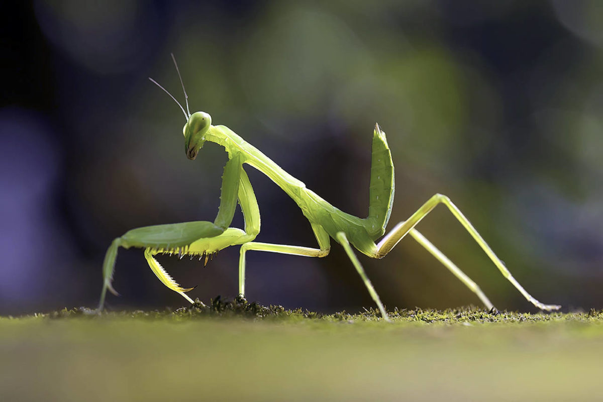  Praying Mantises