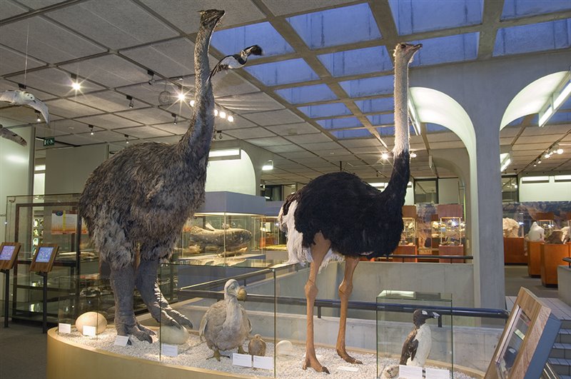 Aepyornis restaurado junto a un avestruz