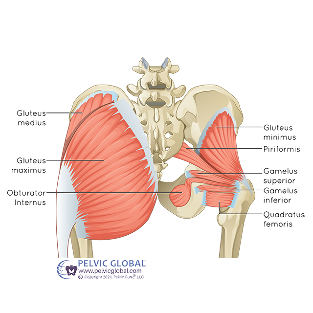 Pelvis Hip Anatomy
