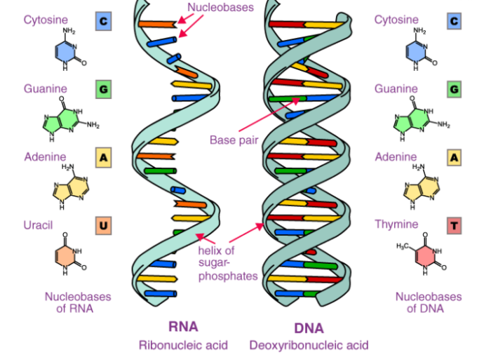 Introduction, Classification, Chemical Nature and Biological Role of