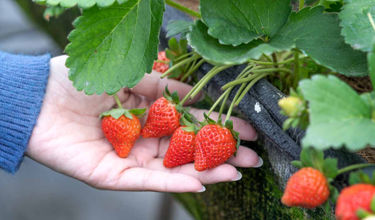 いちごを食べるなら「ぴっぷいちご狩り」