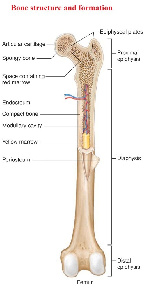 Bone structure and formation - Karuna Yoga-Best Yoga Teacher Training  Course. Bangalore, India