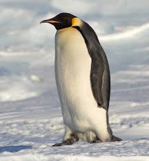 Image result for emperor penguins