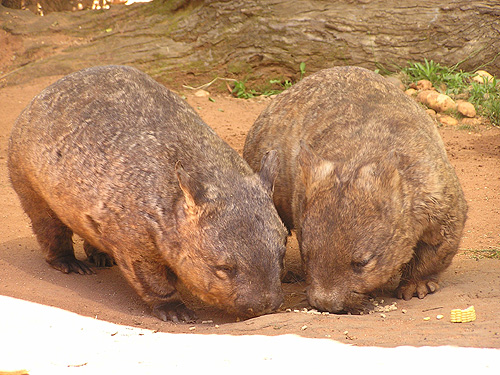 photo Southern hairy-nosed wombat / <span class='cursive'>Lasiorhinus latifrons</span> 