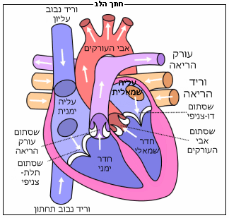 File:Diagram of the human heart he.png - Wikimedia Commons