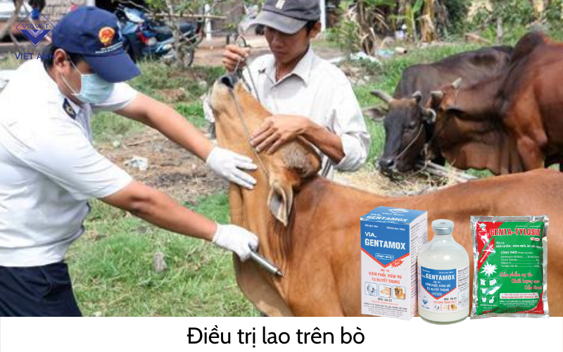 Điều trị bệnh lao trên bò