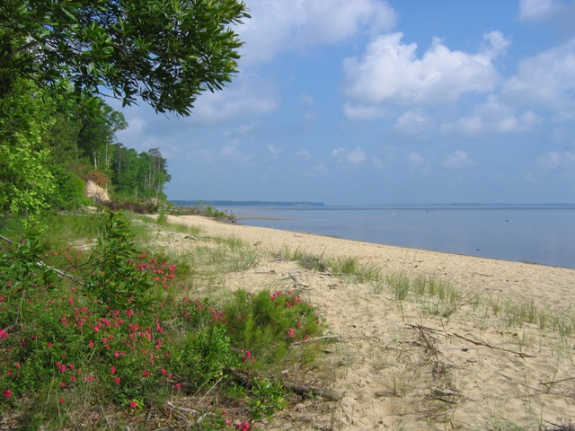 Croatan National Forest