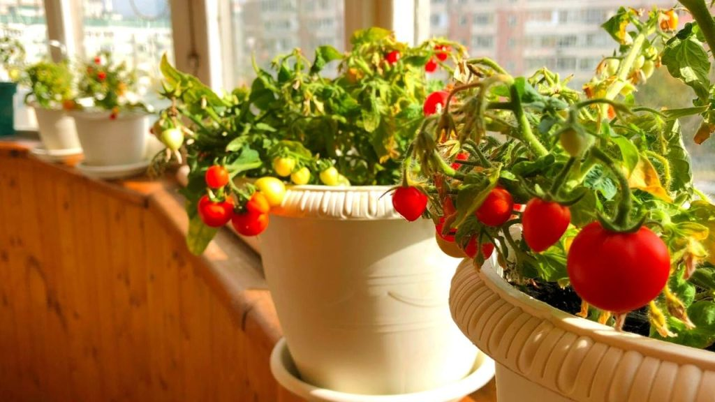 Small Balcony Vegetable Garden Ideas
