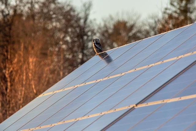 Owl sitting on solar panels