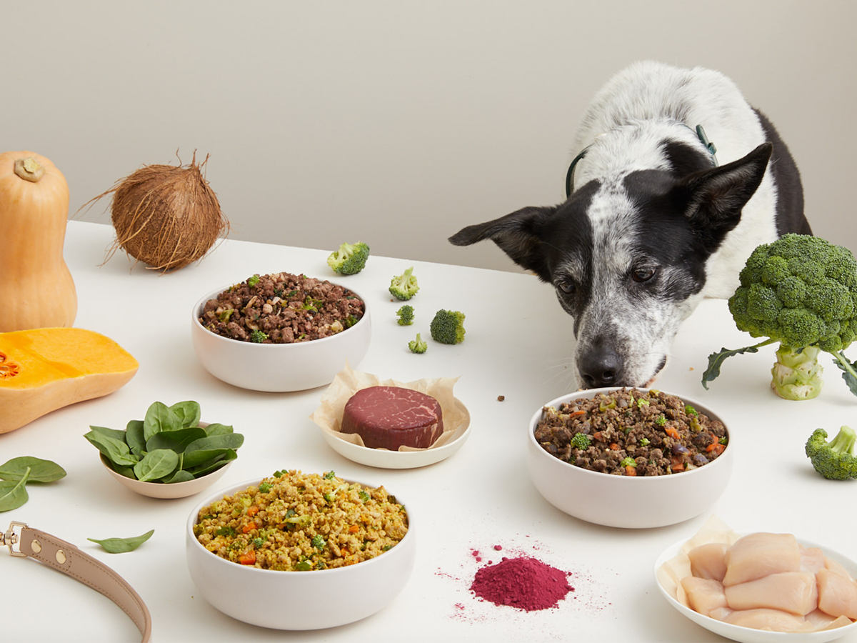 The lowdown on our protein and the benefits for your dog | Lyka Pet Food