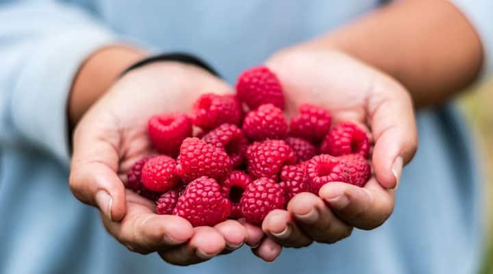 The Health Benefits Of Raspapberries You Didn't Know - Life Extension