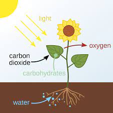 Photosynthesis - Wikipedia