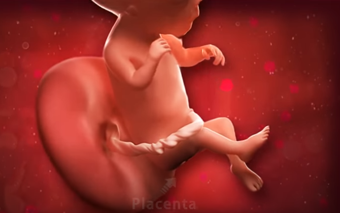 17th week development of a baby during pregnancy